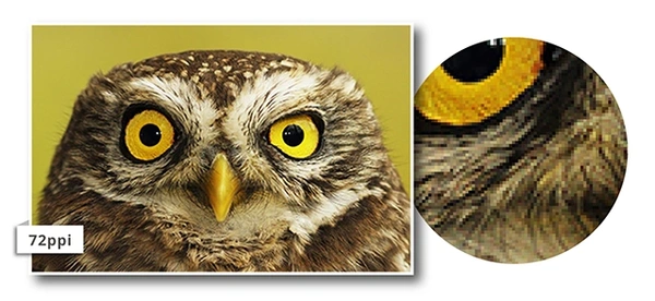  Owl - 72ppi